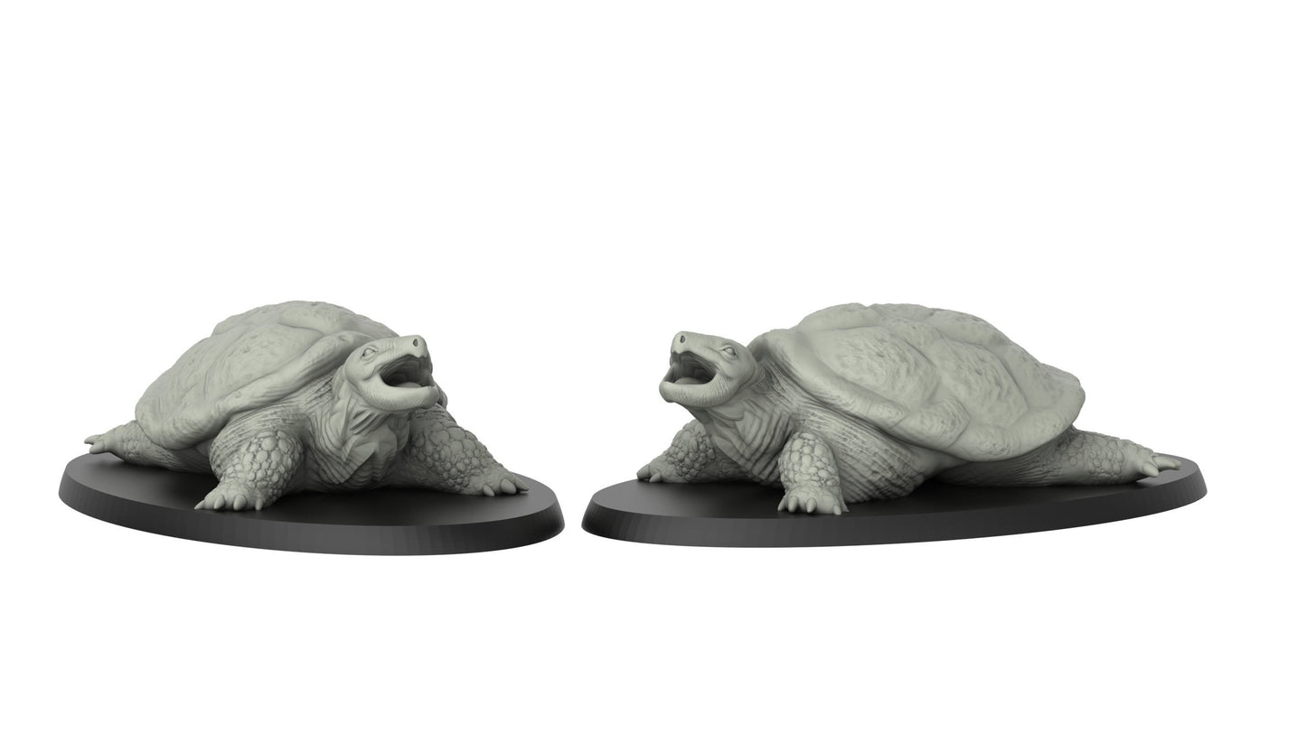 Turtle