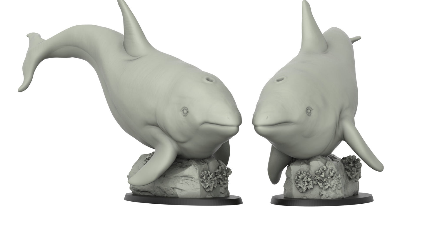 Killer Whale