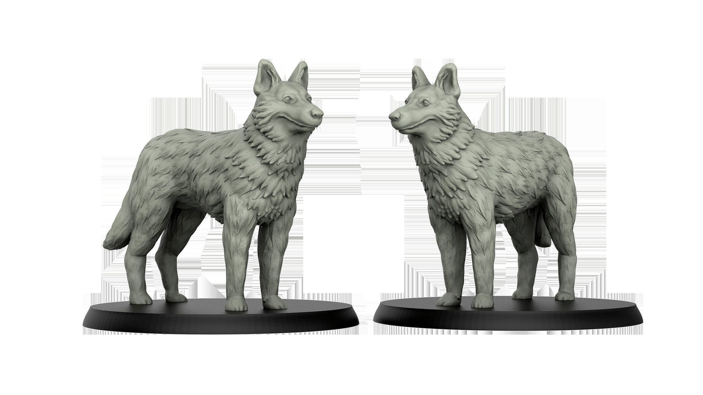 German Shepherd