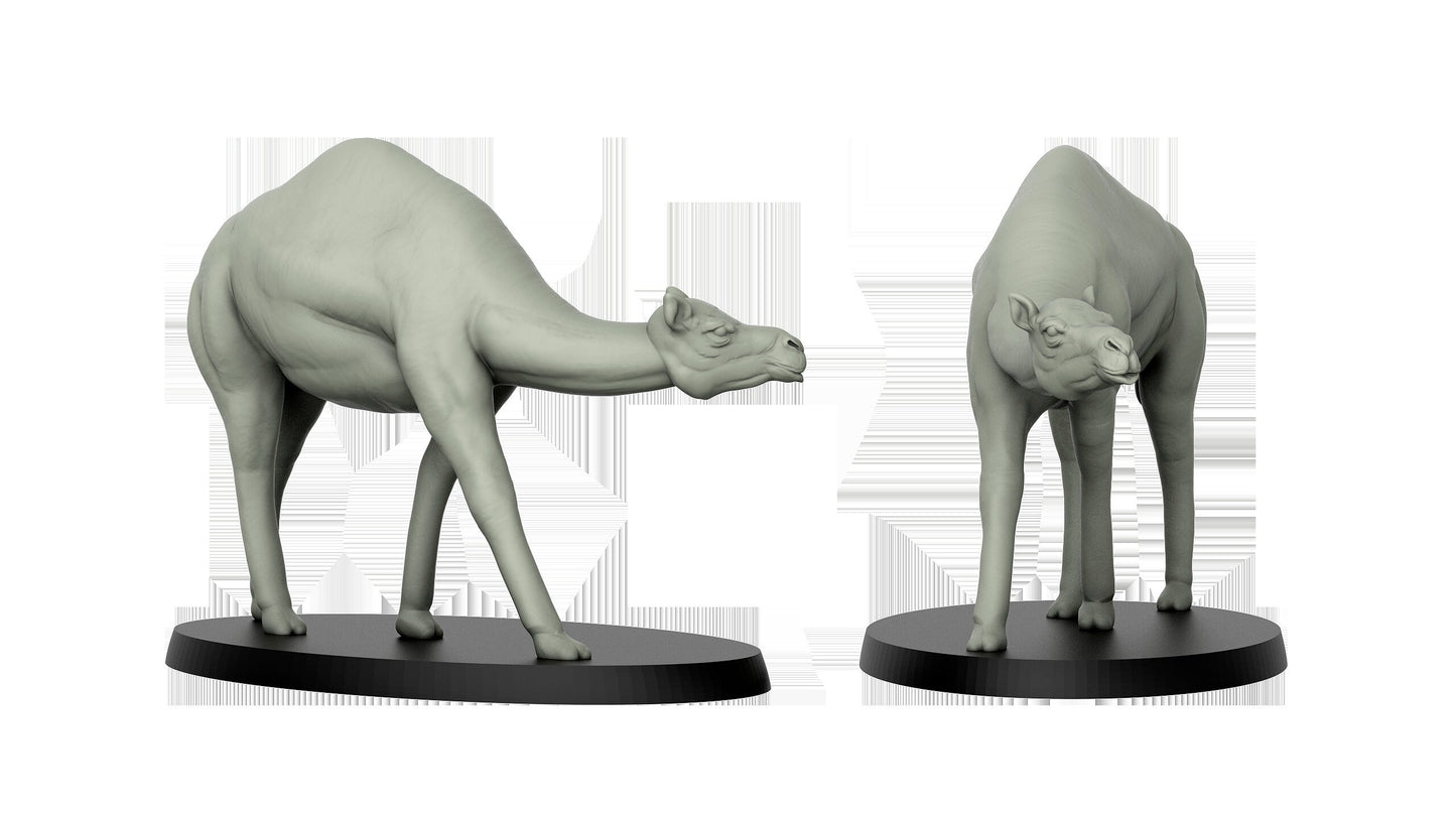 Camel