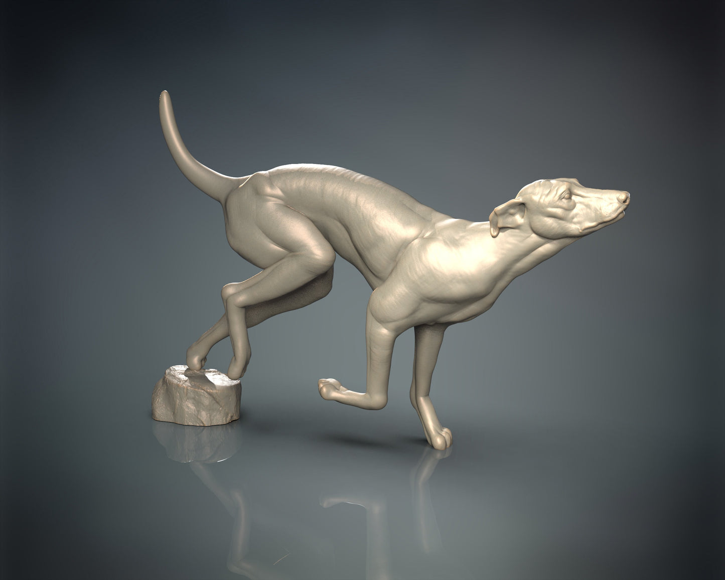 Greyhound