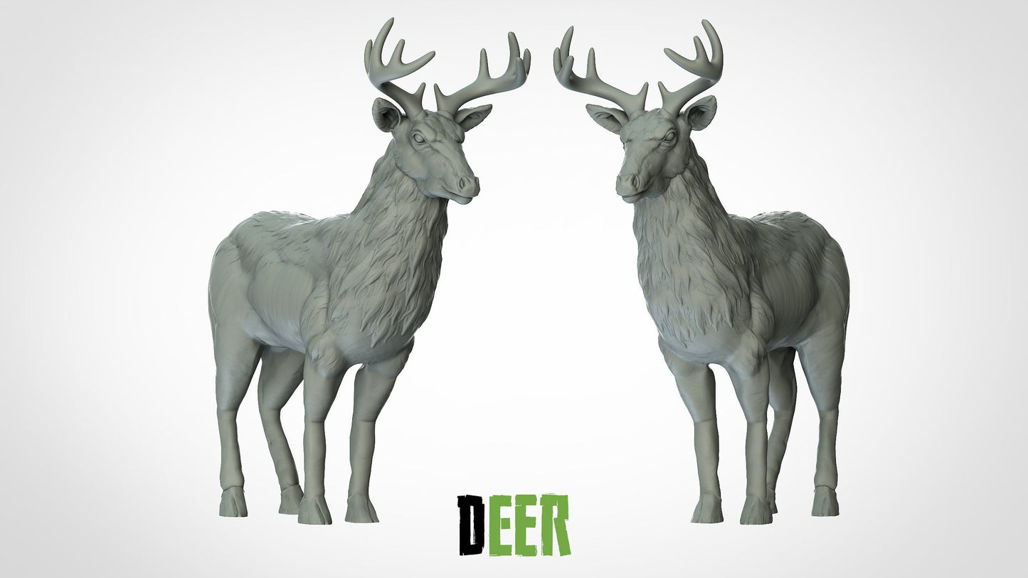 Deer
