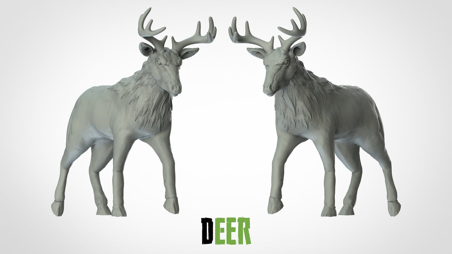 Deer