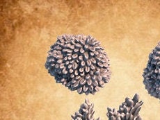 Bushes Terrain Assets
