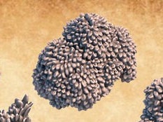 Bushes Terrain Assets