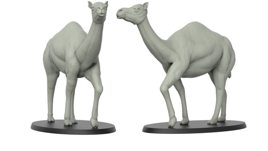 Camel