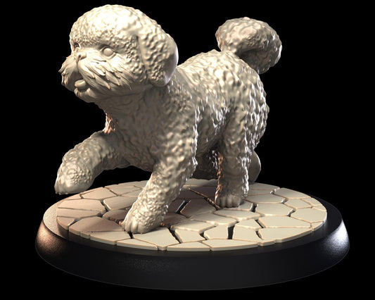 Spanish Maltese Bichon Dog – image 1
