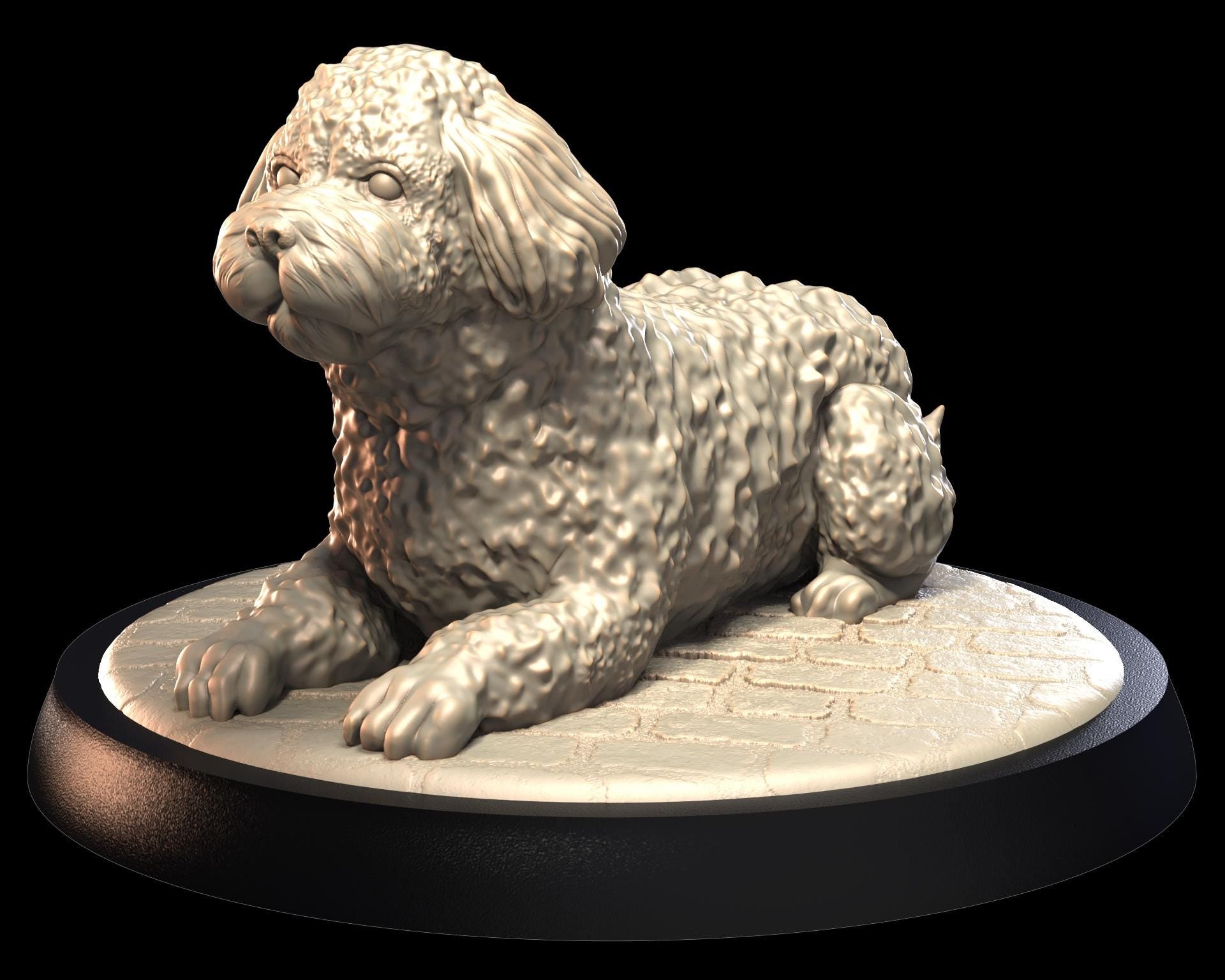 Spanish Water Dog – image 1