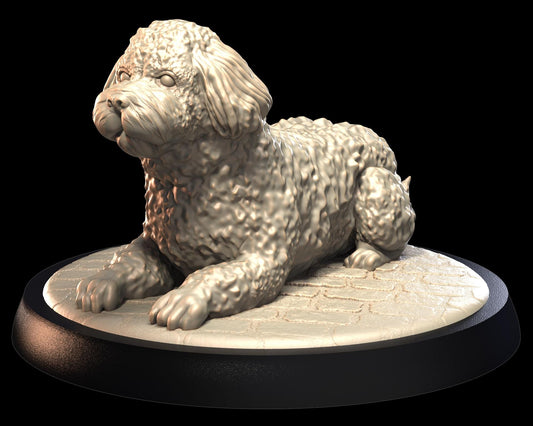 Spanish Water Dog – image 1