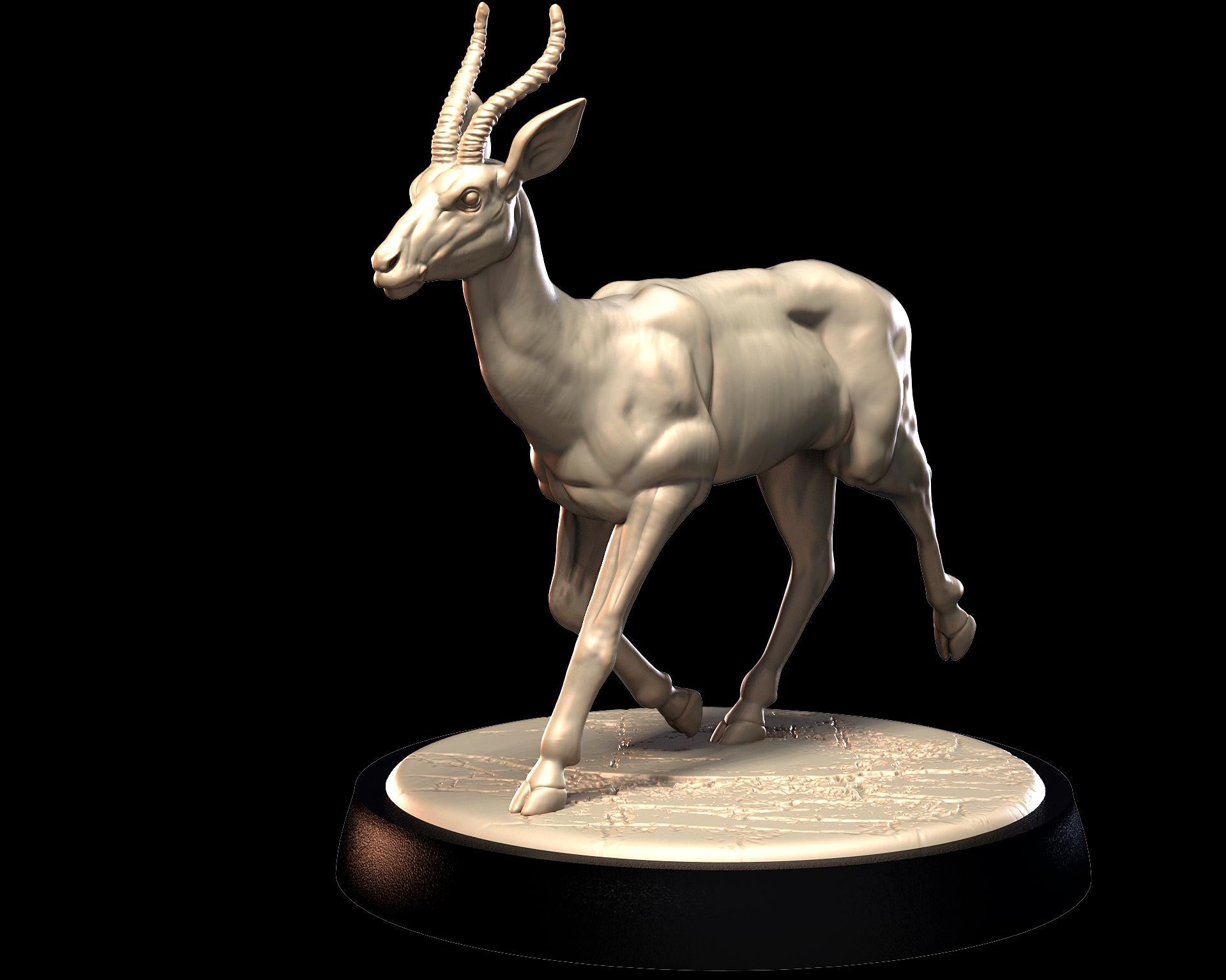 Gazelle – image 2