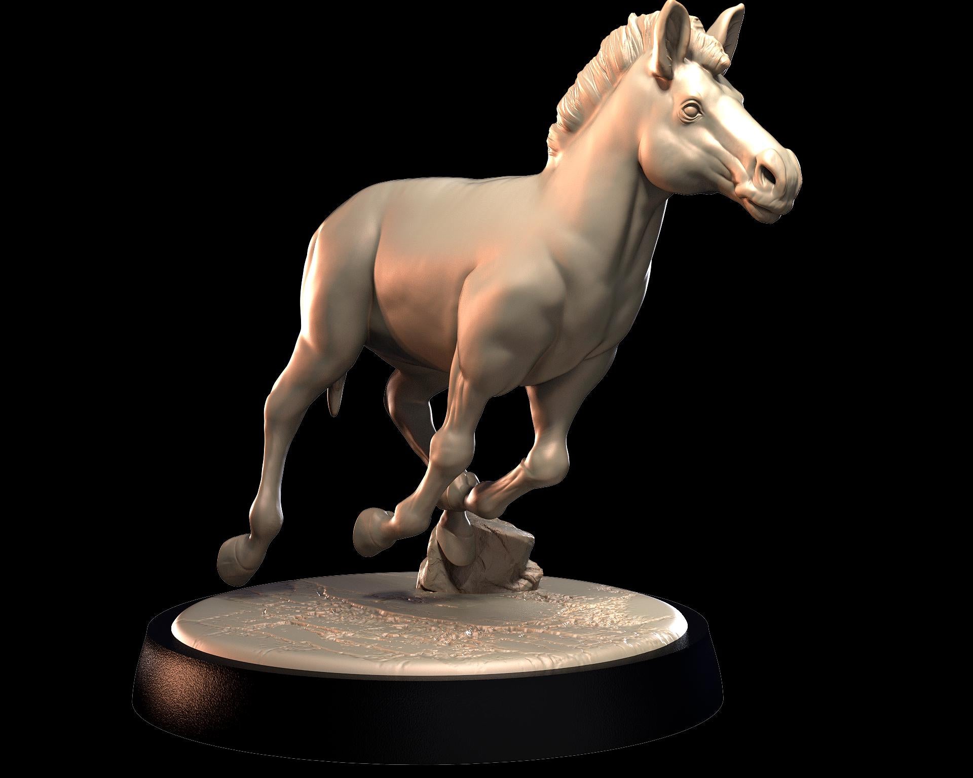 Zebra – image 4