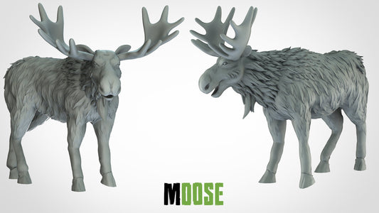 Moose